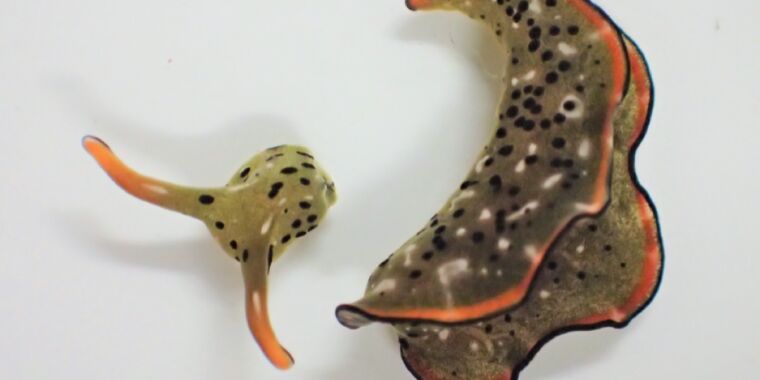 This sea slug can lose its head and regenerate new body in three week