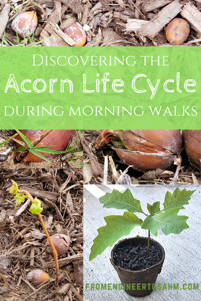 Discovering the Acorn Life Cycle During Morning Walks